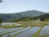 棚田