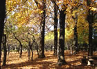 羽根木公園