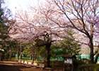 羽根木公園桜並木