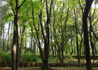 羽根木公園新緑の季節