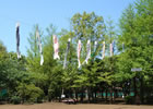 羽根木公園のこいのぼり